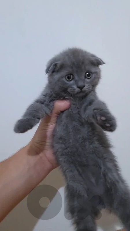 Pure Scottish fold kitten