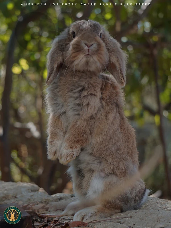 American lop fuzzy dwarf bunny