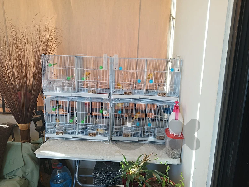bird cage