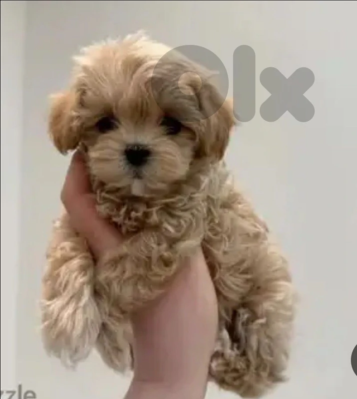 Maltipoo toy