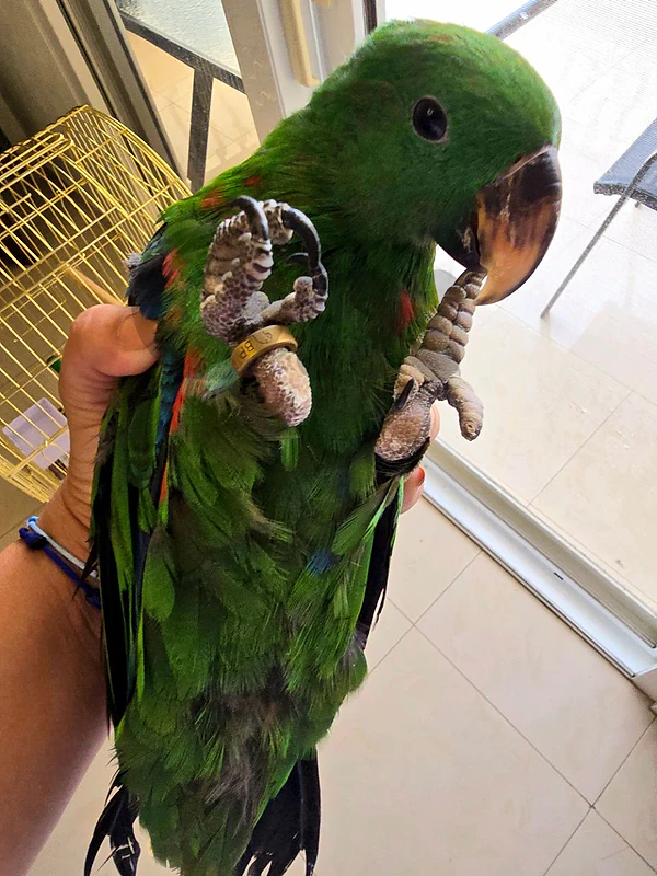 Baby Eclectus Parrot for Sale