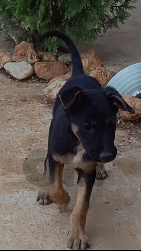 puppy German Shepherd Malinois