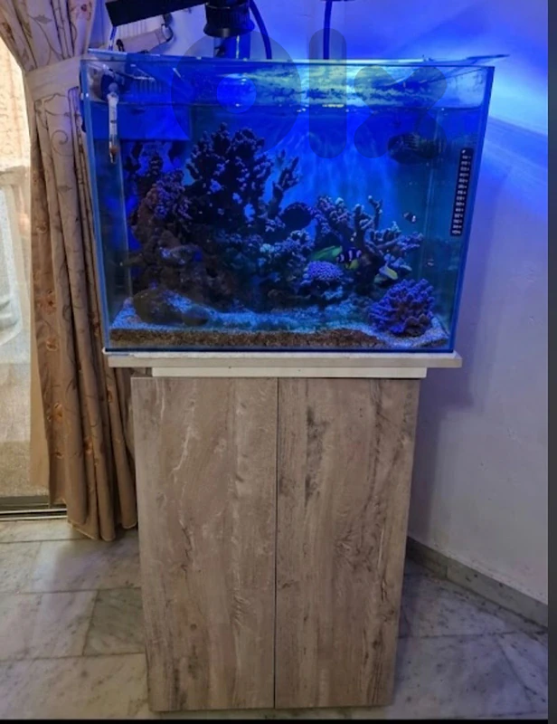 aquarium marine or fresh