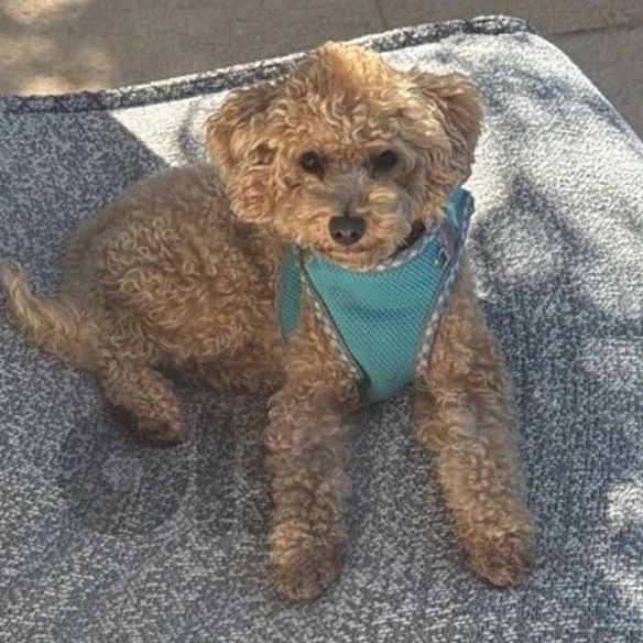 poodle dog for sale