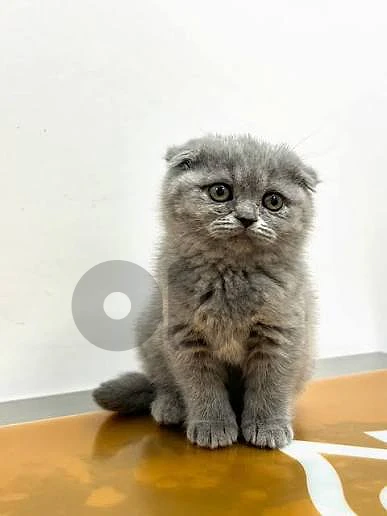 i need cat for adoption
