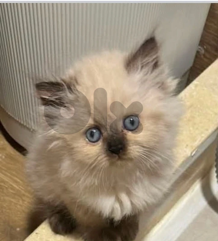 himalayan kitten