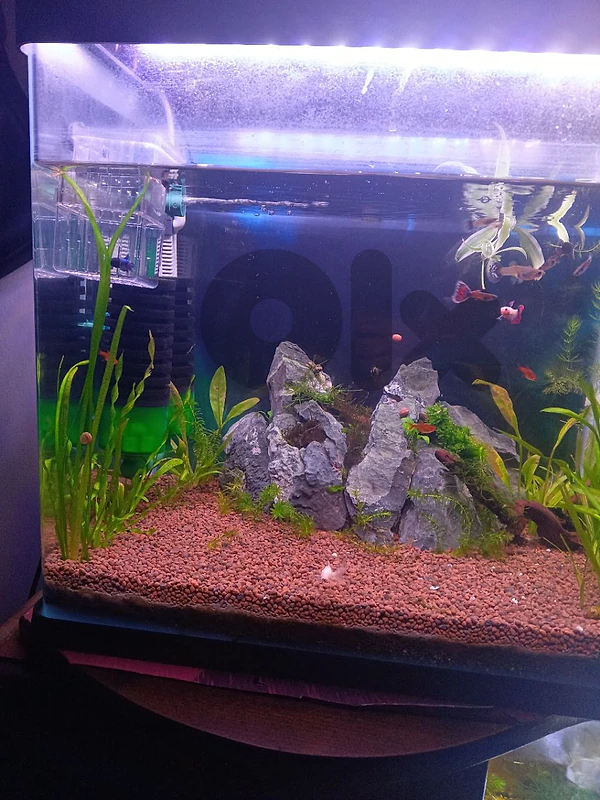 aquarium اكواريوم