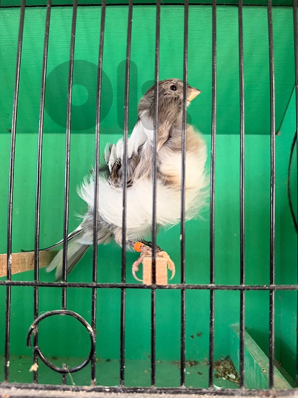 Frill canary