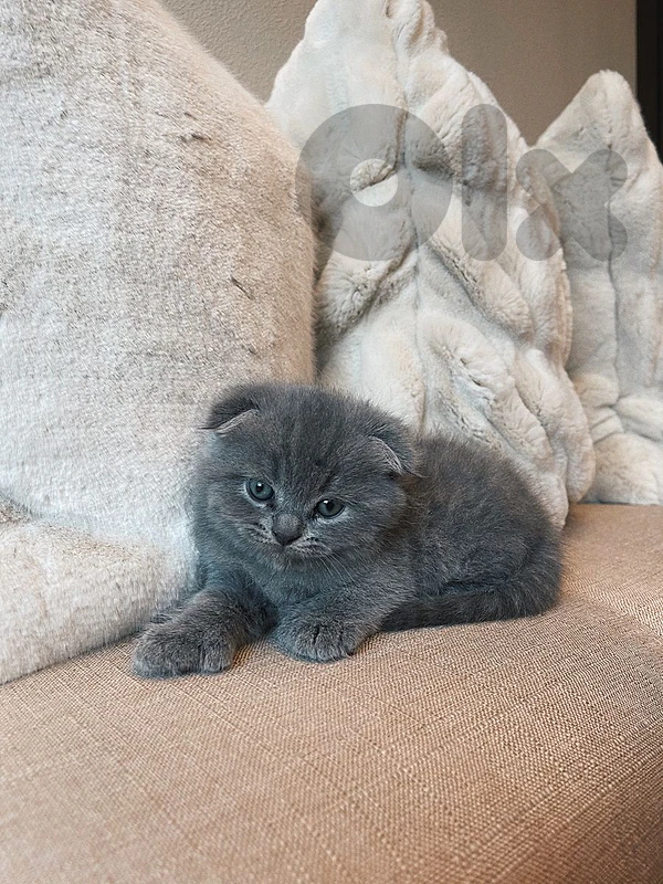 pure Scottish fold and British kittens HIGHEST QUALITY