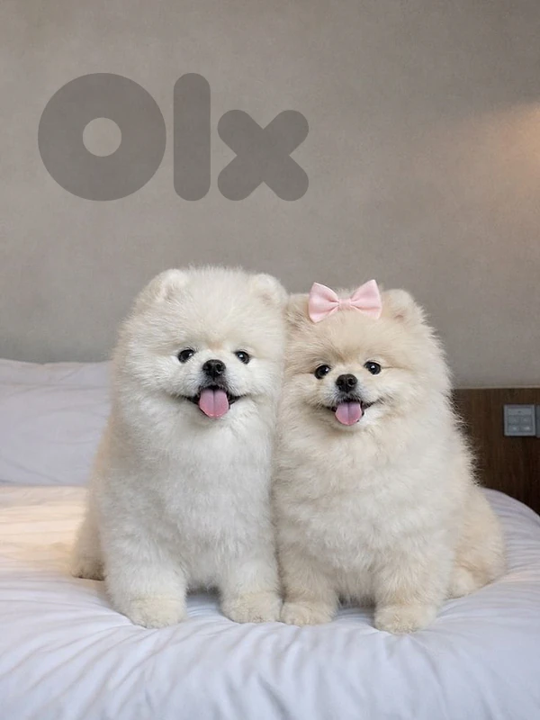Fluffy Teddy Pomeranian Puppies - in store & delivery available