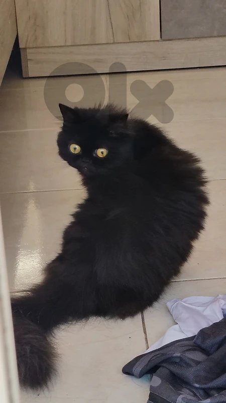 Persian male needed for mating