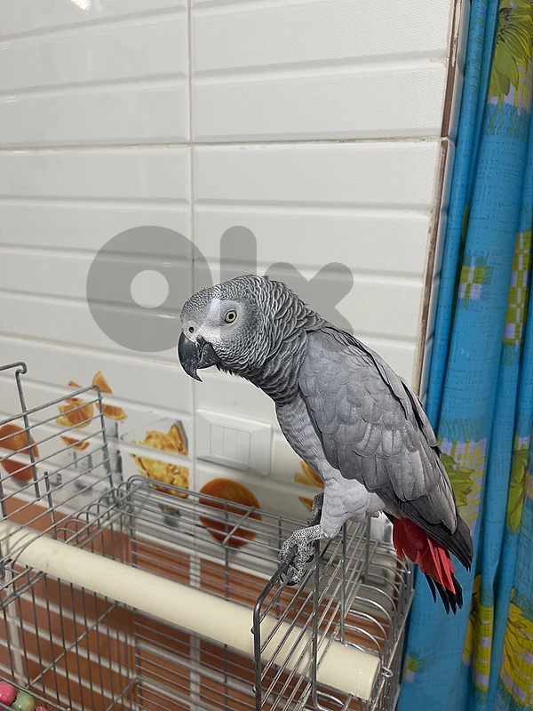 african grey parrot