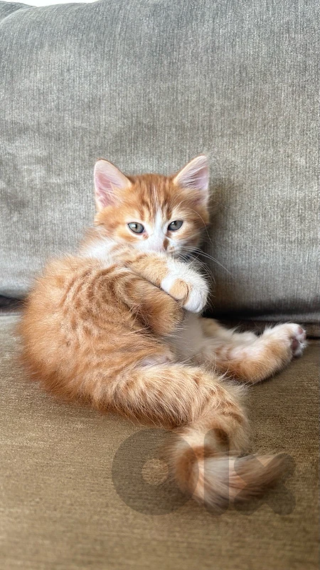 leo kitten