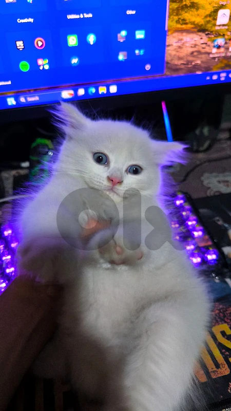 kitten