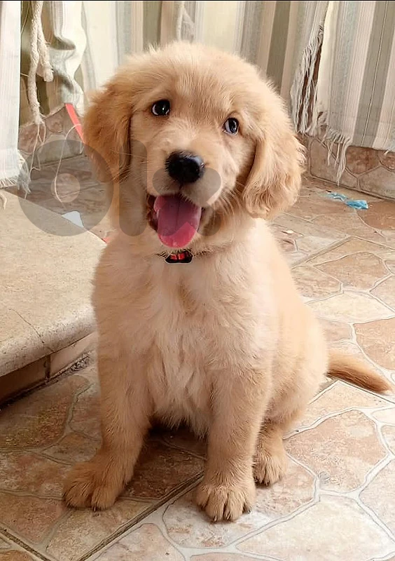 Golden Retriever Puppy pure breed