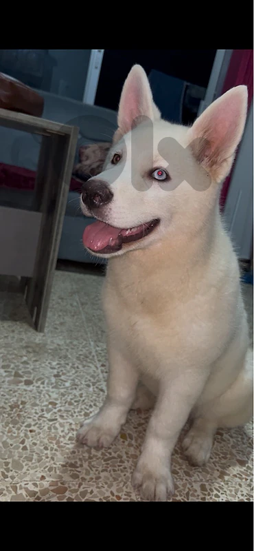 siberian husky king size