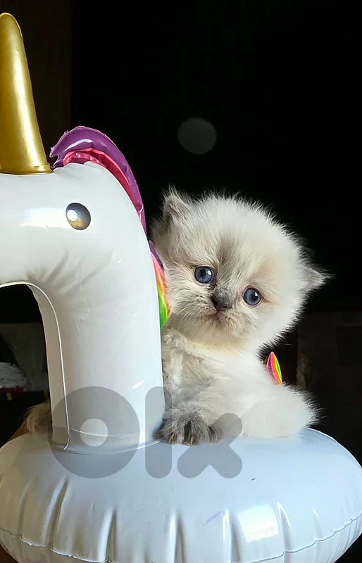 2 month age Himalayan kitten