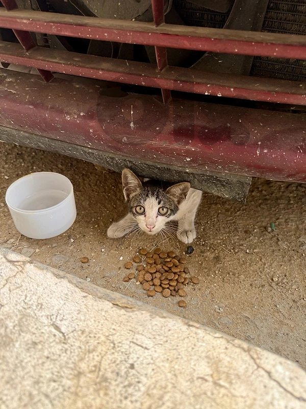 Stray Kitten for Adoption