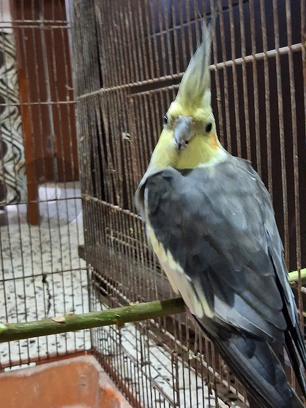 ذكر كروان