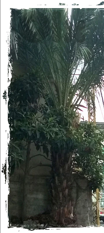 male palm tree ذكر نخل