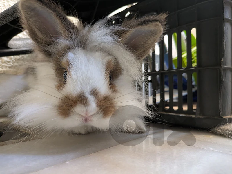 lionhead bunny with food
