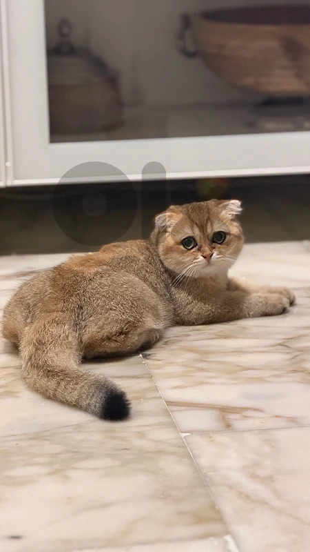 Golden Chinchilla Kitten