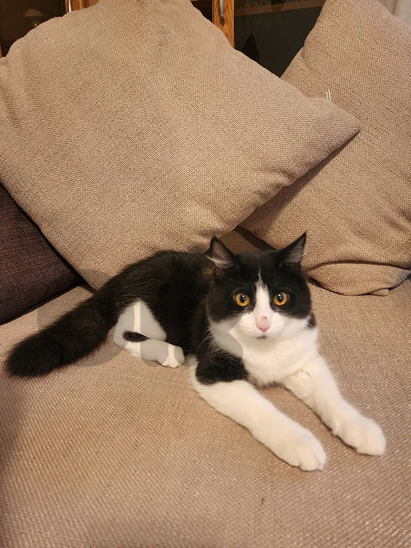 tuxedo kitten very clean