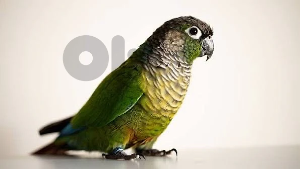CONURES BIRDS