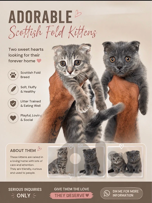2 scottish fold kittens.