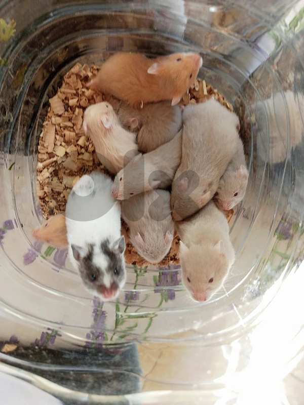 hamsters