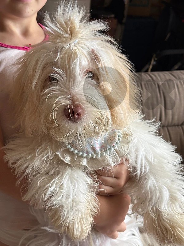 Bishon male 6 monnth for sale!