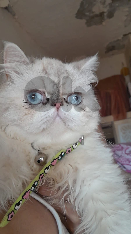 بيروت