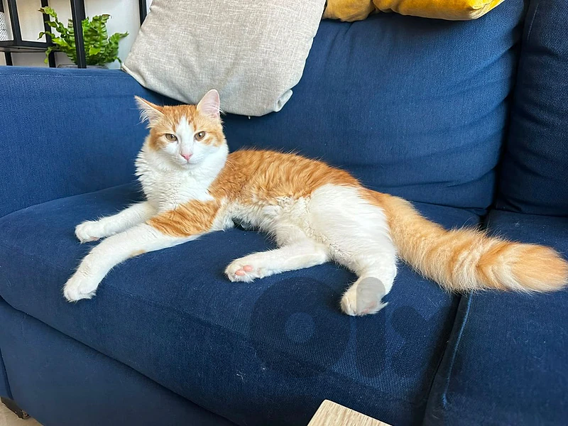 Adorable cat for Adoption