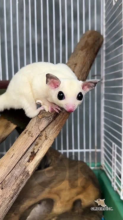 sugar gliders