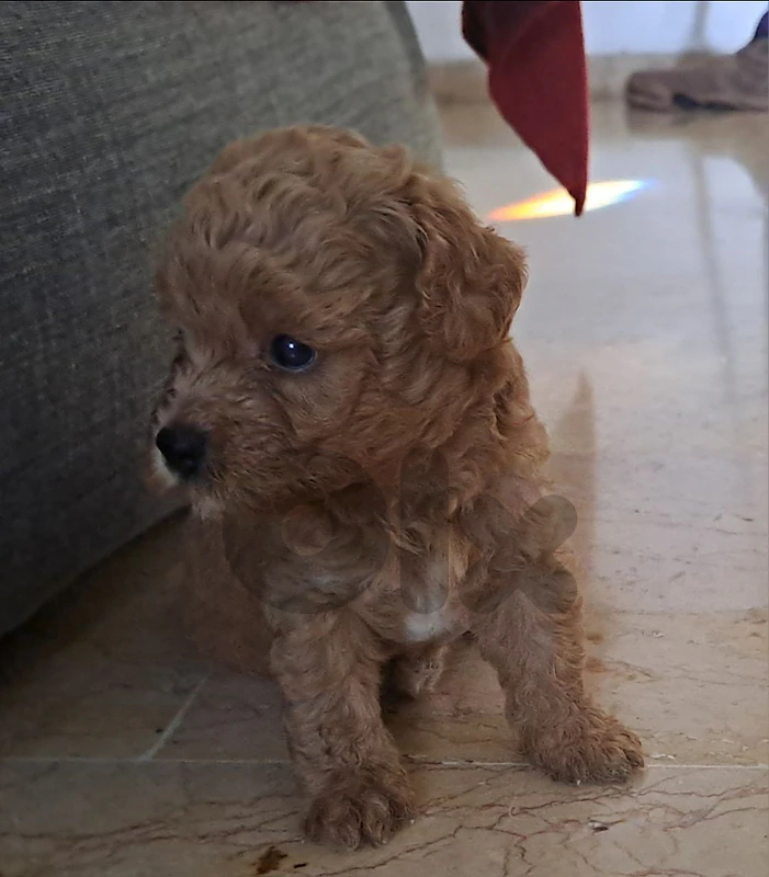 poodle  male