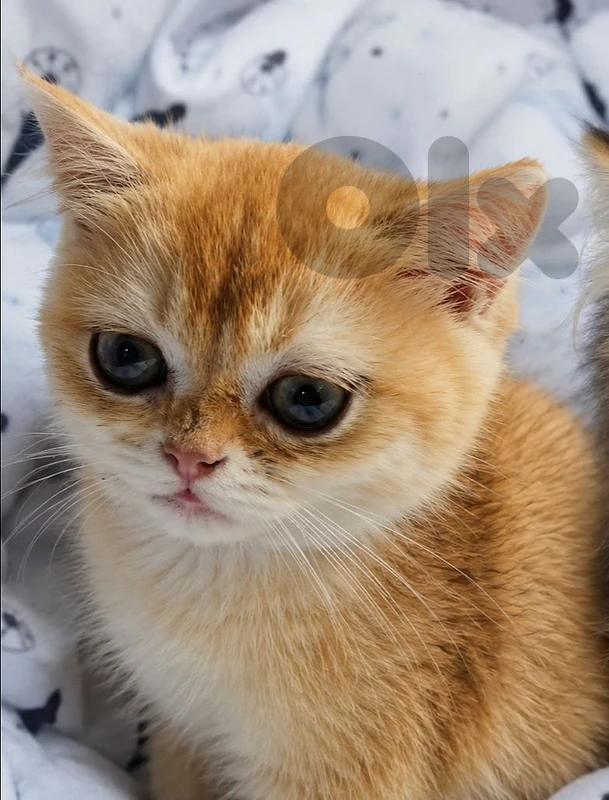 British Golden Chinchilla for Sale-Not for Adoption