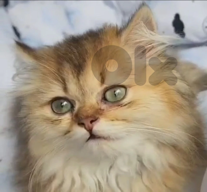 British Golden Longhair for Sale-Not for Adoption