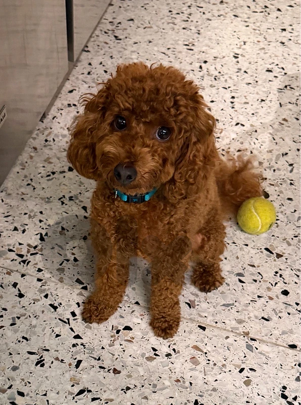 Amazing Red Toy Poodle Puppy Looking for a Loving Home.