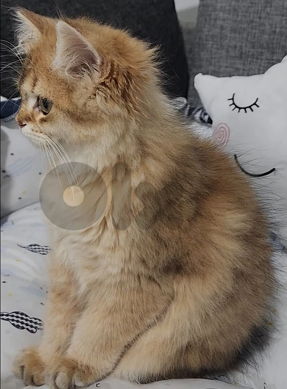 British Longhair Golden Chinchilla for Sale-Not for Adoption