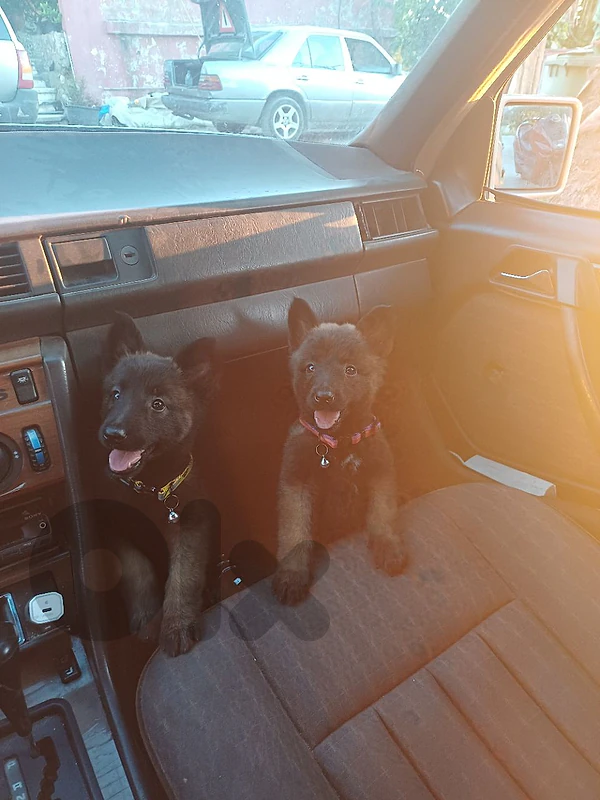 belgian malinois females
