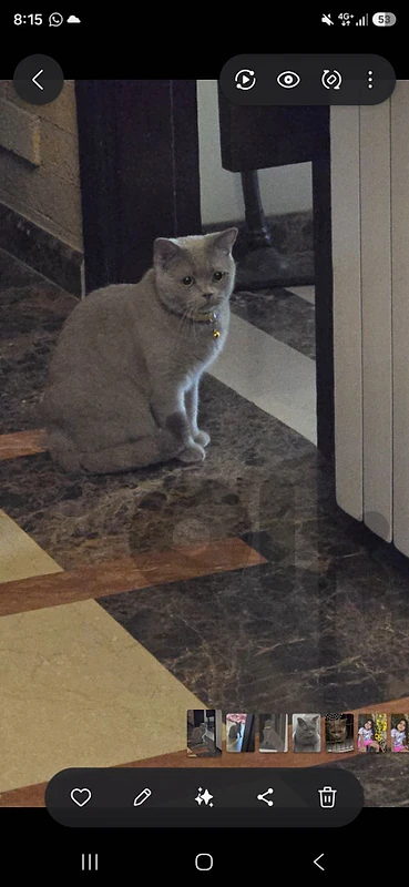 cat grey