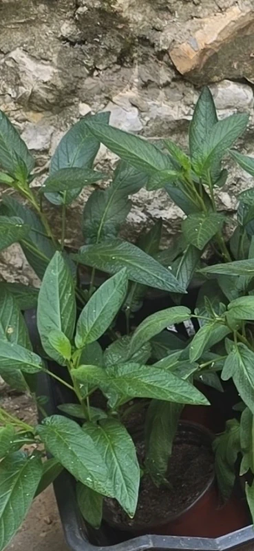 pepino plants