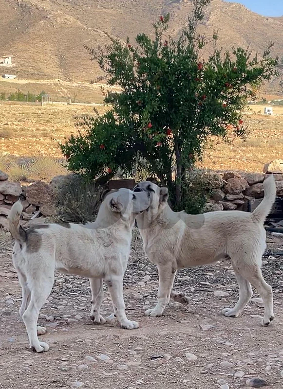 Alabai dogs male and female