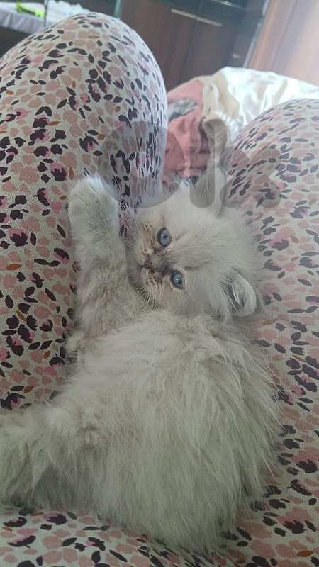 kitten for sale