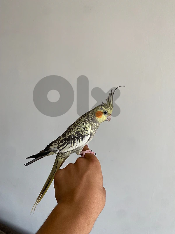 Karawan tamed birds