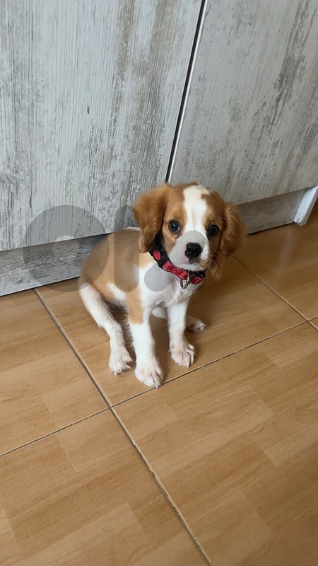 cavalier king charles spaniel puppy