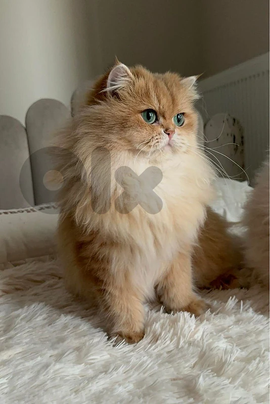 british gold female