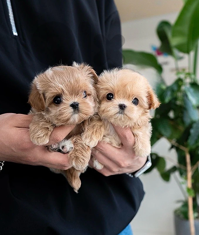 Teacup Maltipoo puppy imported pure Dog Delivery كلب