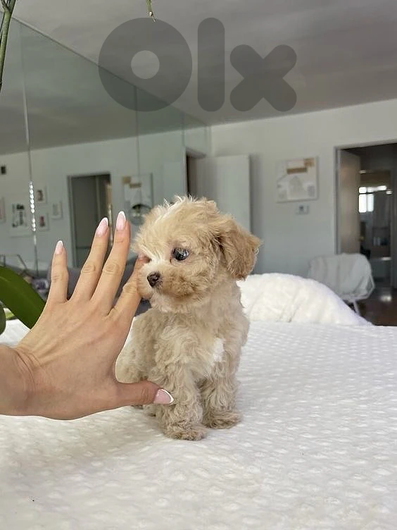 Fluffiest Teacup Maltipoo puppies available Imported /Delivery /كلب