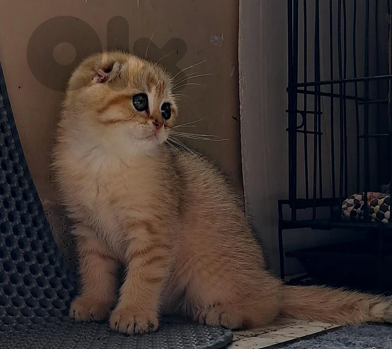 بيروت الروشه